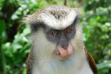 Monkey from Grenada