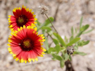 Indian Blanket Blooms