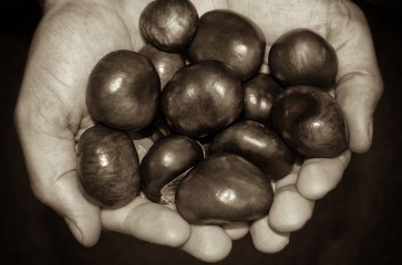 Horse chestnuts