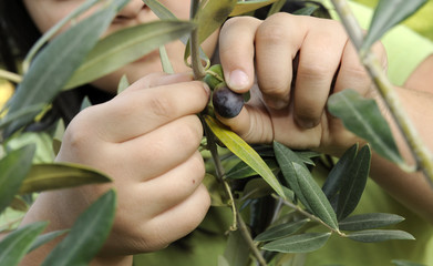 la raccolta delle olive
