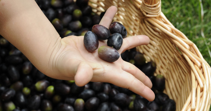 Un cesto di olive