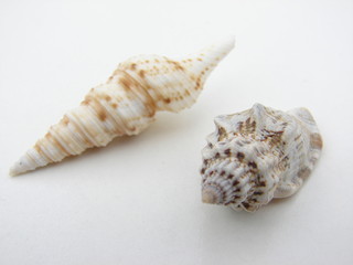 coquillage