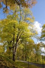 Obraz premium Sunny day in autumn park.