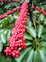 Fleur en perspective