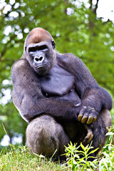 Fototapeta premium close-up of a big male gorilla