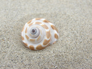 coquillage