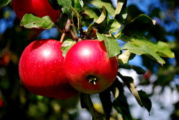 czerwone jabłka - obrazy, fototapety, plakaty