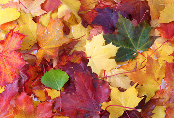 Colorful autumn leaves background.