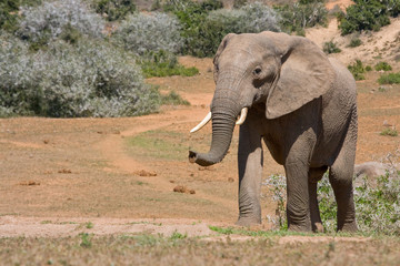 Fototapeta na wymiar Young elephant smelling the air