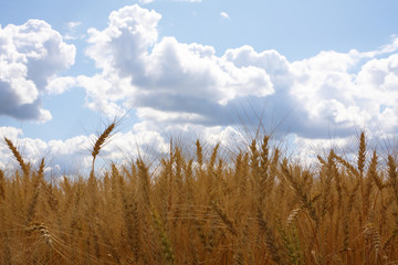 Ears of wheat against a background of the sky