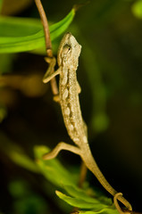chameleon