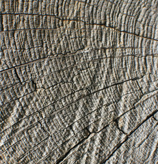 Fototapeta premium wood