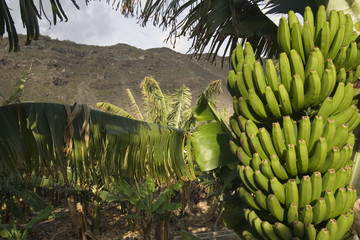 Banana plantation