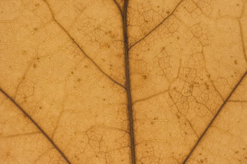 Leaf texture close up