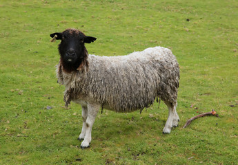 Black Faced Sheep