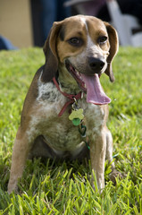 Cute Beagle Sitting Outside