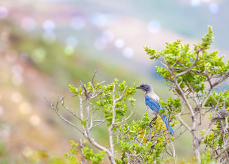 Western Blue Bird