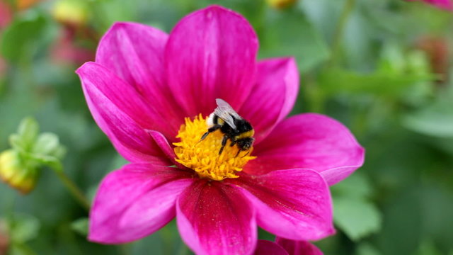 bumblebee on flower macro