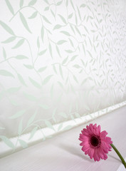 jalousie, flower