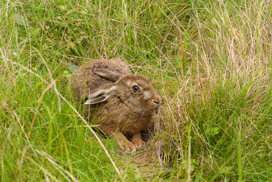 European Brown Hare in form