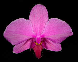 Fototapeta premium Flower