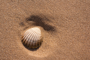 Fototapeta na wymiar Cockle Shell in sand