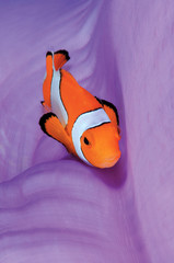 A clown anemone fish in colorful anemone