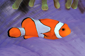 A clown anemone fish in colorful anemone