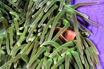 An anemone fish in colorful host anemone