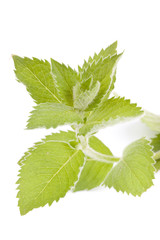 Fresh leaves of mint