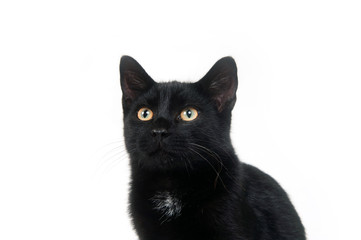 black cat looking up