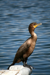 Cormorant