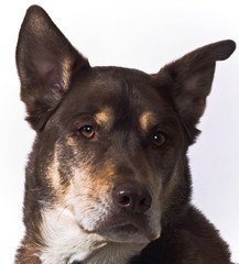 Handsome Husky Lab Mixed Breed