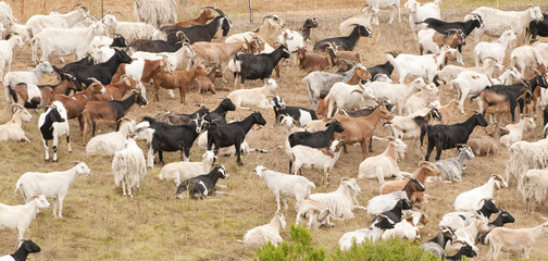 goatherd