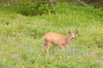 Mule deer tiptoeing through the wildflowers