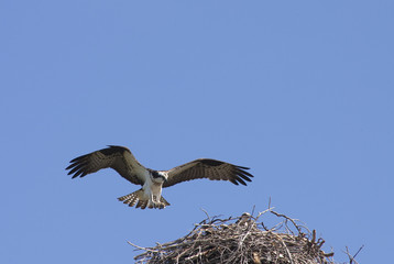 Osprey coming into land