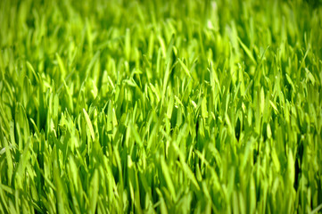 Fototapeta na wymiar Wheat Grass