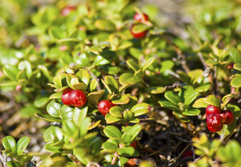 Cranberries growing high in the mountains