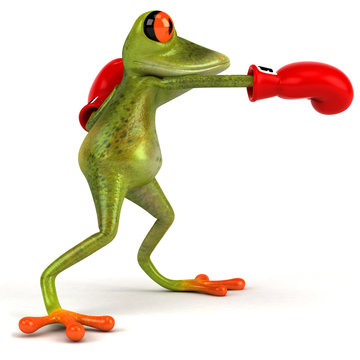 Grenouille boxe