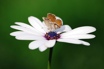 Obraz premium farfalla