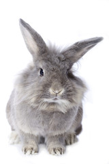 Grey leon-head dwarf rabbit