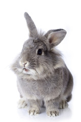 Grey dwarf rabbit