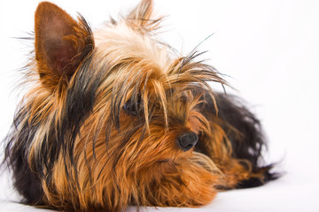 Yorkshire Terrier isolated on a white background