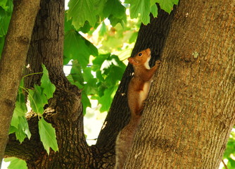 red squirrel foraging
