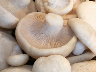 mushroom isolated close-up