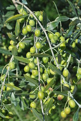 Ramo di olivo con frutti