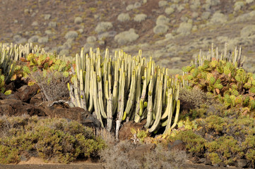 Typical Cactus on Canary Island Tenerife, Spain