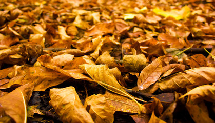 Background of falling leaves texture.