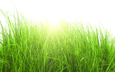 Fototapeta premium Green meadow grass in sunny day
