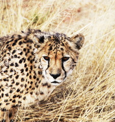 Cheetah © Galyna Andrushko